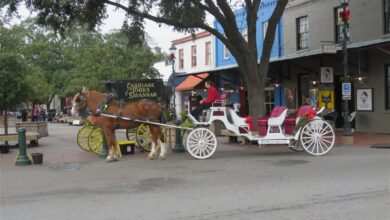 Savannah Christmas Story