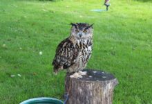 Grandma knows best Dan Valley