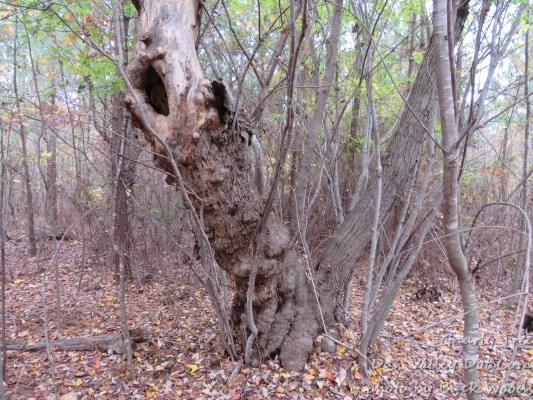 Gnarly Tree Dam Valley Dot Com2