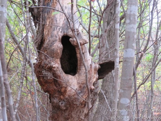 Gnarly Tree Dan Valley Dot Com 1