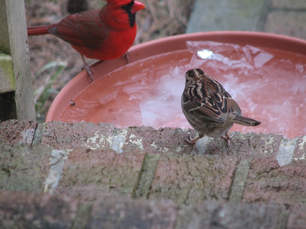 birds sharing some water