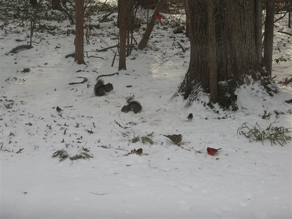 critters sharing food